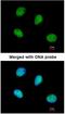 Protein Serine Kinase H2 antibody, NBP1-31467, Novus Biologicals, Immunofluorescence image 