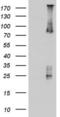 A-Raf Proto-Oncogene, Serine/Threonine Kinase antibody, LS-C789971, Lifespan Biosciences, Western Blot image 