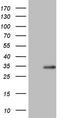 Hsp10 antibody, TA806593, Origene, Western Blot image 