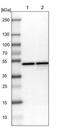 DAZ-associated protein 1 antibody, NBP1-82741, Novus Biologicals, Western Blot image 