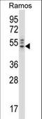 NCK Adaptor Protein 2 antibody, LS-C164774, Lifespan Biosciences, Western Blot image 