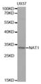 N-Acetyltransferase 1 antibody, abx001314, Abbexa, Western Blot image 