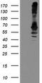 Dolichyl-diphosphooligosaccharide--protein glycosyltransferase subunit 1 antibody, TA503647S, Origene, Western Blot image 