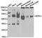 DRG1 antibody, TA327295, Origene, Western Blot image 