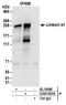 Meiosis Regulator And MRNA Stability Factor 1 antibody, A303-903A, Bethyl Labs, Immunoprecipitation image 