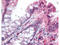 NADPH oxidase organizer 1 antibody, A05047, Boster Biological Technology, Immunohistochemistry frozen image 