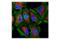 Cytochrome C Oxidase Subunit 4I1 antibody, 8692S, Cell Signaling Technology, Immunofluorescence image 