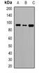 Caldesmon 1 antibody, orb382661, Biorbyt, Western Blot image 