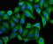 Keratin 20 antibody, FNab02212, FineTest, Immunofluorescence image 