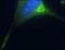 Adaptor Related Protein Complex 3 Subunit Beta 2 antibody, NB120-14227, Novus Biologicals, Immunofluorescence image 