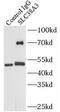 Sodium-coupled neutral amino acid transporter 3 antibody, FNab07960, FineTest, Immunoprecipitation image 