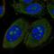 Coiled-Coil Domain Containing 7 antibody, PA5-67390, Invitrogen Antibodies, Immunofluorescence image 