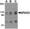 Neuronal PAS Domain Protein 3 antibody, NBP1-76785, Novus Biologicals, Western Blot image 