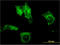 Carboxyl Ester Lipase antibody, LS-C196897, Lifespan Biosciences, Immunofluorescence image 