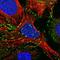 PXN antibody, HPA051309, Atlas Antibodies, Immunofluorescence image 