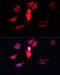 Calmodulin antibody, 14-065, ProSci, Immunofluorescence image 