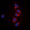 Dual Specificity Phosphatase 6 antibody, orb304740, Biorbyt, Immunofluorescence image 