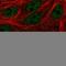 Chromosome 19 Open Reading Frame 47 antibody, HPA041843, Atlas Antibodies, Immunofluorescence image 