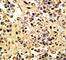 Membrane Metalloendopeptidase antibody, F50314-0.4ML, NSJ Bioreagents, Western Blot image 