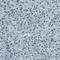 c-Kit antibody, AMAb90901, Atlas Antibodies, Immunohistochemistry frozen image 