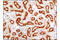 5'-Nucleotidase Ecto antibody, 13160S, Cell Signaling Technology, Immunohistochemistry paraffin image 
