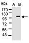 Lgl2 antibody, orb69713, Biorbyt, Western Blot image 