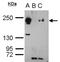 Methylcytosine dioxygenase TET3 antibody, NBP2-20602, Novus Biologicals, Immunoprecipitation image 