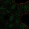TBC1 Domain Family Member 10A antibody, NBP2-58911, Novus Biologicals, Immunofluorescence image 