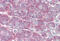 Retinol Binding Protein 1 antibody, MBS242417, MyBioSource, Immunohistochemistry frozen image 