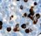 Human IgG antibody, LS-C348633, Lifespan Biosciences, Immunohistochemistry frozen image 