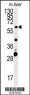 Retrotransposon Gag Like 3 antibody, 55-020, ProSci, Western Blot image 