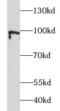 Activating Transcription Factor 6 antibody, FNab00664, FineTest, Western Blot image 