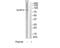 Diacylglycerol kinase beta antibody, TA312579, Origene, Western Blot image 