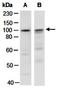 Axin-2 antibody, orb67134, Biorbyt, Western Blot image 