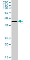 Ring Finger Protein 1 antibody, LS-C139374, Lifespan Biosciences, Western Blot image 