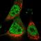GPN-Loop GTPase 3 antibody, HPA039764, Atlas Antibodies, Immunofluorescence image 