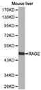 MOK Protein Kinase antibody, LS-C192888, Lifespan Biosciences, Western Blot image 