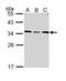 Mitochondrial glutamate carrier 1 antibody, PA5-29181, Invitrogen Antibodies, Western Blot image 