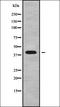 Wnt Family Member 9A antibody, orb337840, Biorbyt, Western Blot image 
