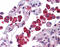 NLR Family Pyrin Domain Containing 13 antibody, TA317064, Origene, Immunohistochemistry frozen image 