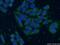 Enolase 3 antibody, 55234-1-AP, Proteintech Group, Immunofluorescence image 