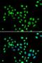 H2A Histone Family Member Y antibody, LS-C346387, Lifespan Biosciences, Immunofluorescence image 