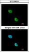 NKX2-5 antibody, LS-C185728, Lifespan Biosciences, Immunocytochemistry image 