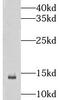 LSM10, U7 Small Nuclear RNA Associated antibody, FNab04871, FineTest, Western Blot image 
