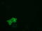 Protein Tyrosine Phosphatase Receptor Type E antibody, LS-C172338, Lifespan Biosciences, Immunofluorescence image 