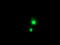 Protein C inhibitor antibody, TA504428, Origene, Immunofluorescence image 