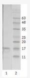 Protein Tat antibody, AM26084PU-N, Origene, Western Blot image 