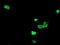 Developmental Pluripotency Associated 4 antibody, LS-C788596, Lifespan Biosciences, Immunofluorescence image 