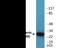 Myogenic Factor 5 antibody, EKC2335, Boster Biological Technology, Western Blot image 