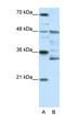 Forkhead Box N2 antibody, orb324752, Biorbyt, Western Blot image 